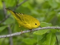 Yellow Warbler - Barkley WMA - Stewart County _ TN, April 30, 2024