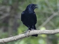 Fish Crow - Cross Creeks NWR--TN-49 Entrance, Stewart, Tennessee, United States, June 22, 2024