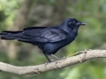 Fish Crow - Cross Creeks NWR--TN-49 Entrance, Stewart, Tennessee, United States, June 22, 2024