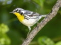 Yellow-throated Warbler