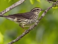 Northern Waterthrush - Barkley WMA - Stewart County _ TN, April 30, 2024