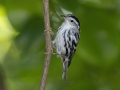 Black-and-white Warbler - Gatling Point Rec Area (36.5575,-87.9038), Stewart, Tennessee, United States, June 11, 2024