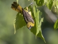 Orchard Oriole - Land Between the Lakes NRA--South Welcome Station, Stewart, Tennessee, United States, June 27, 2024