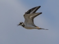 Killdeer - Cross Creeks NWR--Pool 2/ABC, Stewart, Tennessee, United States, May 28, 2024