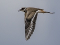 Killdeer - Cross Creeks NWR--Pool 2/ABC, Stewart, Tennessee, United States, May 28, 2024