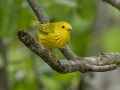 Yellow Warbler - Barkley WMA - Stewart County _ TN, April 30, 2024