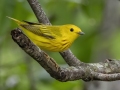 Yellow Warbler - Barkley WMA - Stewart County _ TN, April 30, 2024