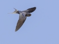 Barn Swallow - Tennessee NWR--Britton Ford--Refuge HQ, Henry, Tennessee, United States, June 2, 2024