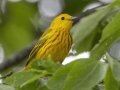 Yellow Warbler - Cross Creeks NWR--TN-49 Entrance, Stewart, Tennessee, May 27, 2024