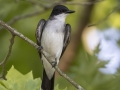 Eastern Kingbird - Cross Creeks NWR--TN-49 Entrance, Stewart, Tennessee, United States, June 22, 2024