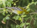 Pine Warbler - Indian Mound - Steward County - TN, May 10 2024