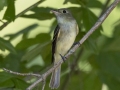 Acadian Flycatcher - 208–336 River Rd, Dover US-TN 36.50886, -87.84361, Stewart, Tennessee, United States, June 22, 2024