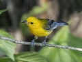 Prothonotary Warbler