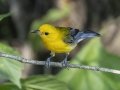Prothonotary Warbler - Cross Creeks National Wildlife Refuge, Dover US-TN (36.4485,-87.7144), Stewart, Tennessee, United States, June 22, 2024
