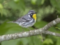 Yellow-throated Warbler - Indian Mound - Steward County - TN, May 10 2024