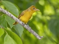 Summer Tanager - Barkley WMA - Stewart County _ TN, April 30, 2024