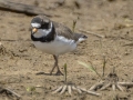 Semipalmated Plover