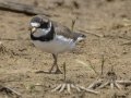 Semipalmated Plover - Cross Creeks NWR Pool 2 ABC, Stewart County, Tennessee, May 19, 2024