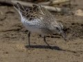 White-rumped Sandpiper - Cross Creeks NWR Pool 2 ABC, Stewart, Tennessee, May 24, 2024