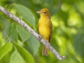 Summer Tanager - Barkley WMA - Stewart County _ TN, April 30, 2024