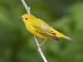 Yellow Warbler - Barkley WMA - Stewart County _ TN, April 30, 2024