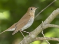 Veery -  Barkley Wildlife Management Area - Stewart County - TN, April 30, 2024