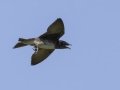 Purple Martin - Tennessee NWR--Britton Ford--Refuge HQ, Henry, Tennessee, United States, June 7, 2024