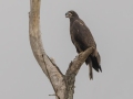 Bald Eagle - 37079, Indian Mound US-TN 36.50035, -87.79907, Stewart, Tennessee, United States, June 23, 2024