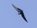 Purple Martin - Tennessee NWR--Britton Ford--Refuge HQ, Henry, Tennessee, United States, June 7, 2024