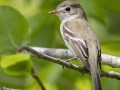 Least Flycatcher - Cumberland River - Indian Mound - Stewart County - TN, May 7 2024