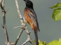 Orchard Oriole  - Cumberland River - Indian Mound - Stewart County - TN, May 7 2024