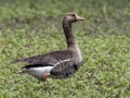 Greater White-fronted Goose -  Cross Creeks NWR-- TN-49 Entrance,  Stewart County, TN, May 25, 2024