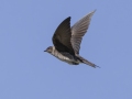 Purple Martin