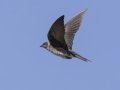 Purple Martin - Tennessee NWR--Britton Ford--Refuge HQ, Henry, Tennessee, United States, June 7, 2024
