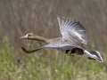 Greater White-fronted Goose -  Cross Creeks NWR-- TN-49 Entrance,  Stewart County, TN, May 25, 2024