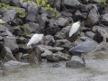 Snowy Egret - Tennessee NWR--Duck River Unit, Humphreys County, TN, June 1, 2024