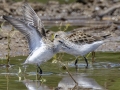 Semipalmated Sandpiper with White-rumped Sandpiper