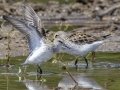 Semipalmated Sandpiper with White-rumped Sandpiper - Cross Creeks NWR Pool 2 ABC, Stewart County, Tennessee, May 19, 2024