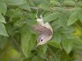 Warbling Vireo