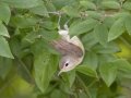 Wabling Vireo - Land Between the Lakes NRA--South Welcome Station, Stewart, Tennessee, June 12, 2024