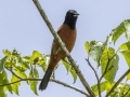 Orchard Oriole - Land Between the Lakes NRA--South Welcome Station, Stewart, Tennessee, United States, June 12, 2024