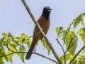 Orchard Oriole - Land Between the Lakes NRA--South Welcome Station, Stewart, Tennessee, United States, June 12, 2024