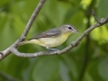 Philadelphia Vireo -  Barkley Wildlife Management Area - Stewart County - TN, April 30, 2024