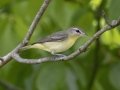 Philadelphia Vireo -  Barkley Wildlife Management Area - Stewart County - TN, April 30, 2024