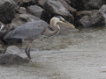 Great Blue Heron - Tennessee NWR--Duck River Unit, Humphreys County, TN, June 1, 2024