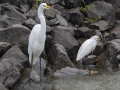 Great Egret (left) - Tennessee NWR--Duck River Unit, Humphreys County, TN, June 1, 2024