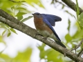 Eastern Bluebird - Indian Mound - Steward County - TN, May 10 2024