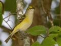 White-eyed Vireo