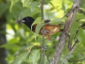 Orchard Oriole - Tennessee NWR--Duck River Unit--Pool 2/Clear Lake, Humphreys, Tennessee, United States, June 5, 2024