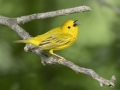 Yellow Warbler - Cross Creeks NWR - Stewart County - TN, May 7 2024